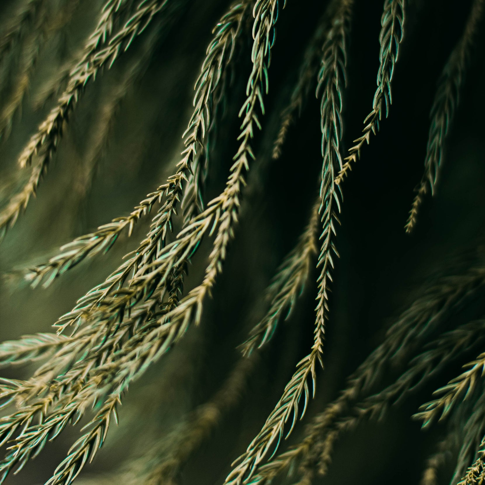 CUPRESSUS